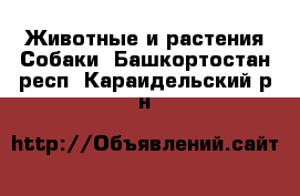 Животные и растения Собаки. Башкортостан респ.,Караидельский р-н